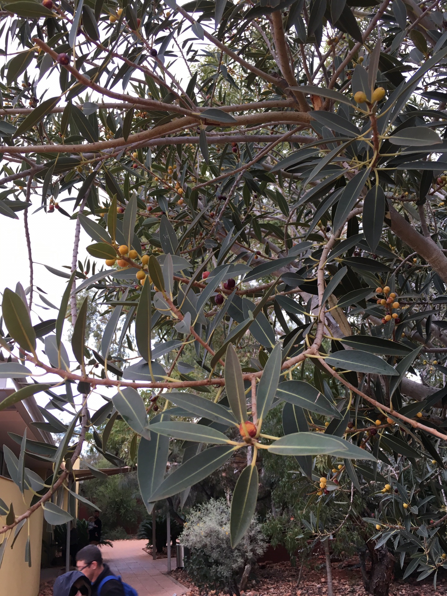 烏魯魯—卡塔丘塔國家公園自助遊攻略