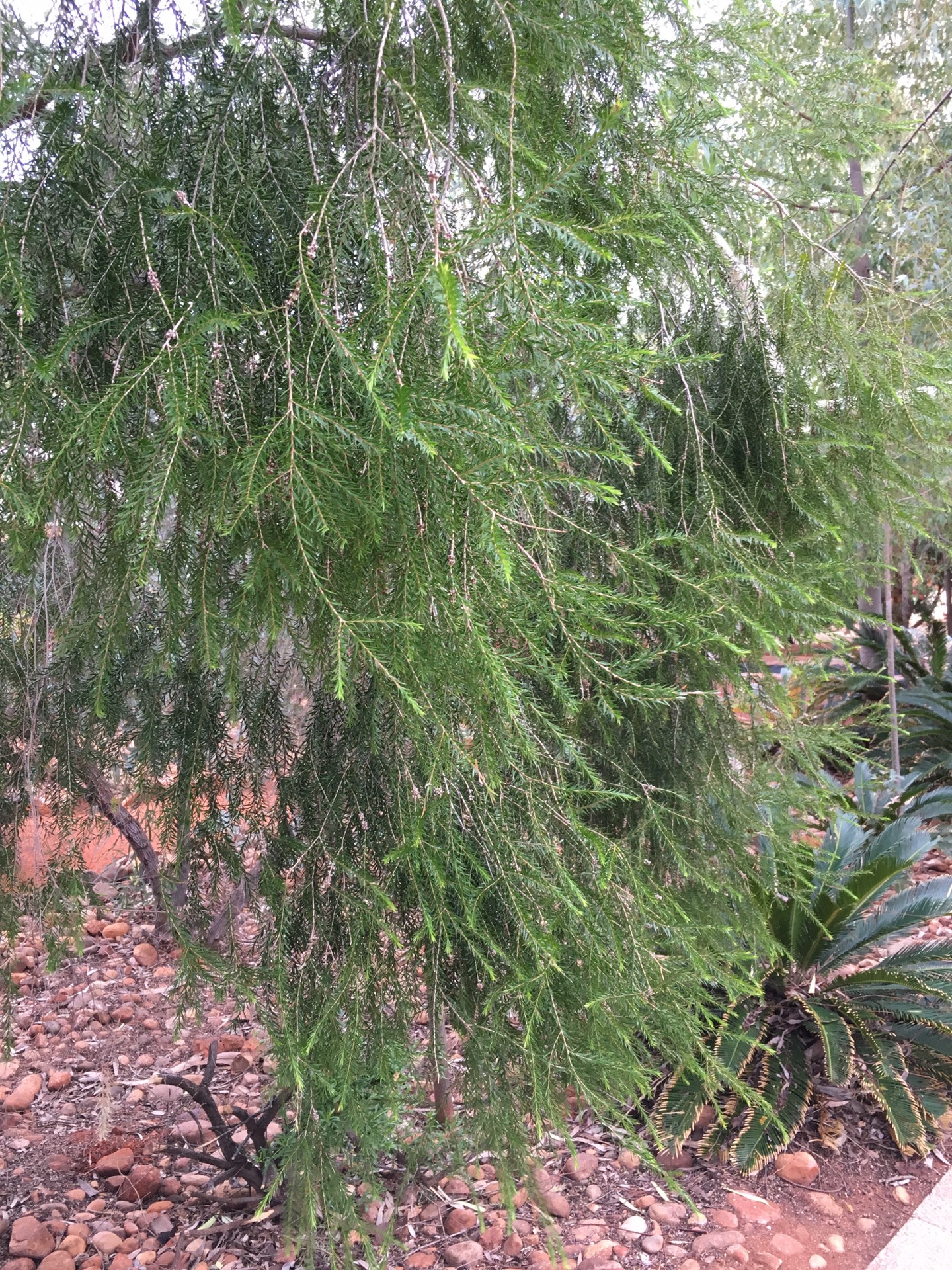 烏魯魯—卡塔丘塔國家公園自助遊攻略