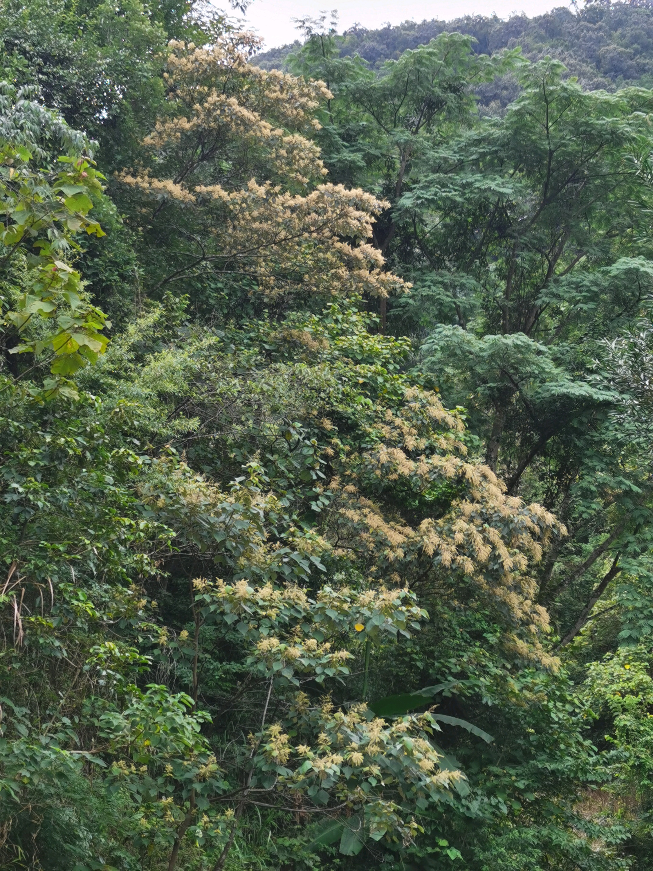 鲁布革