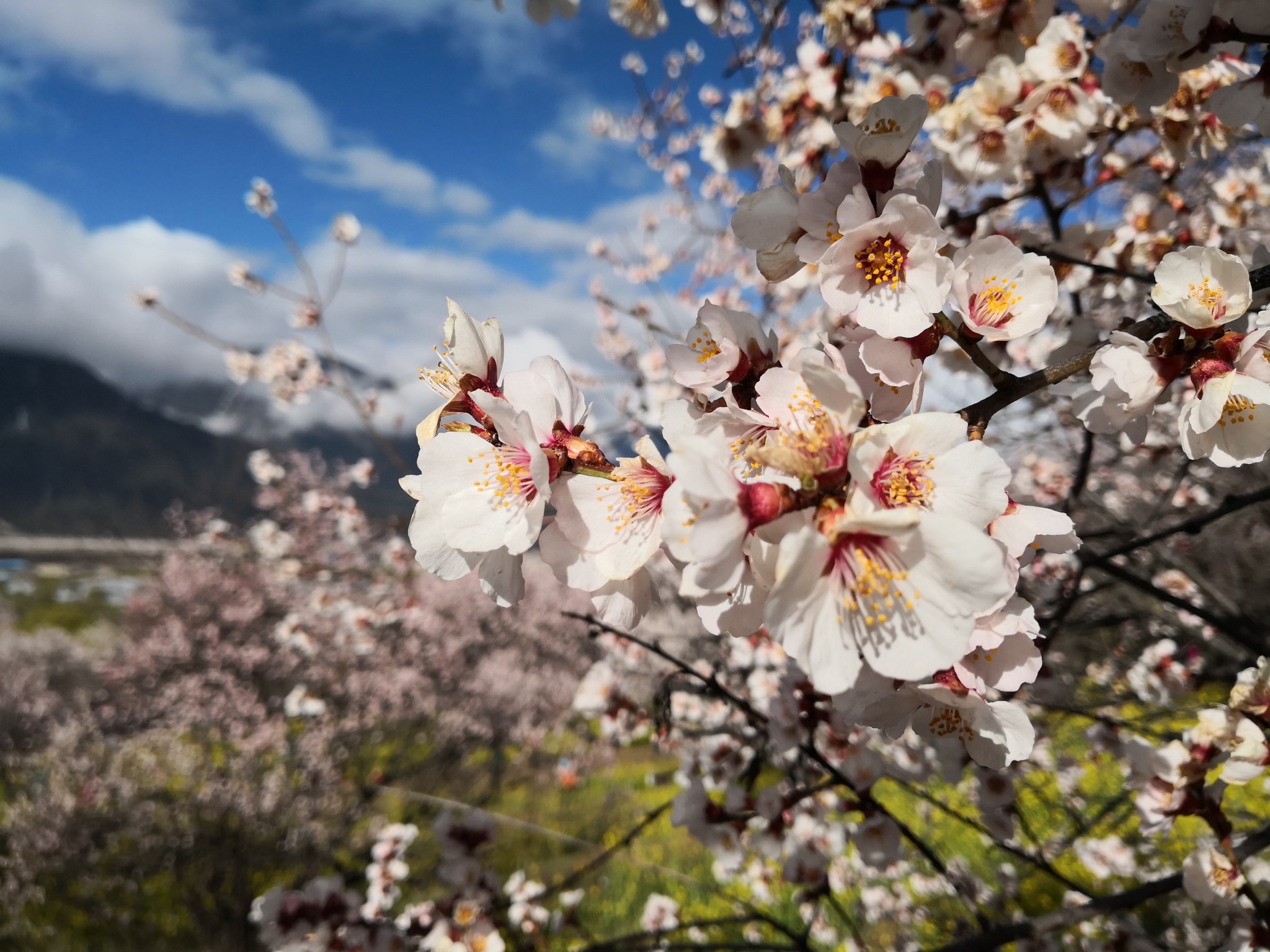 林芝自助遊攻略