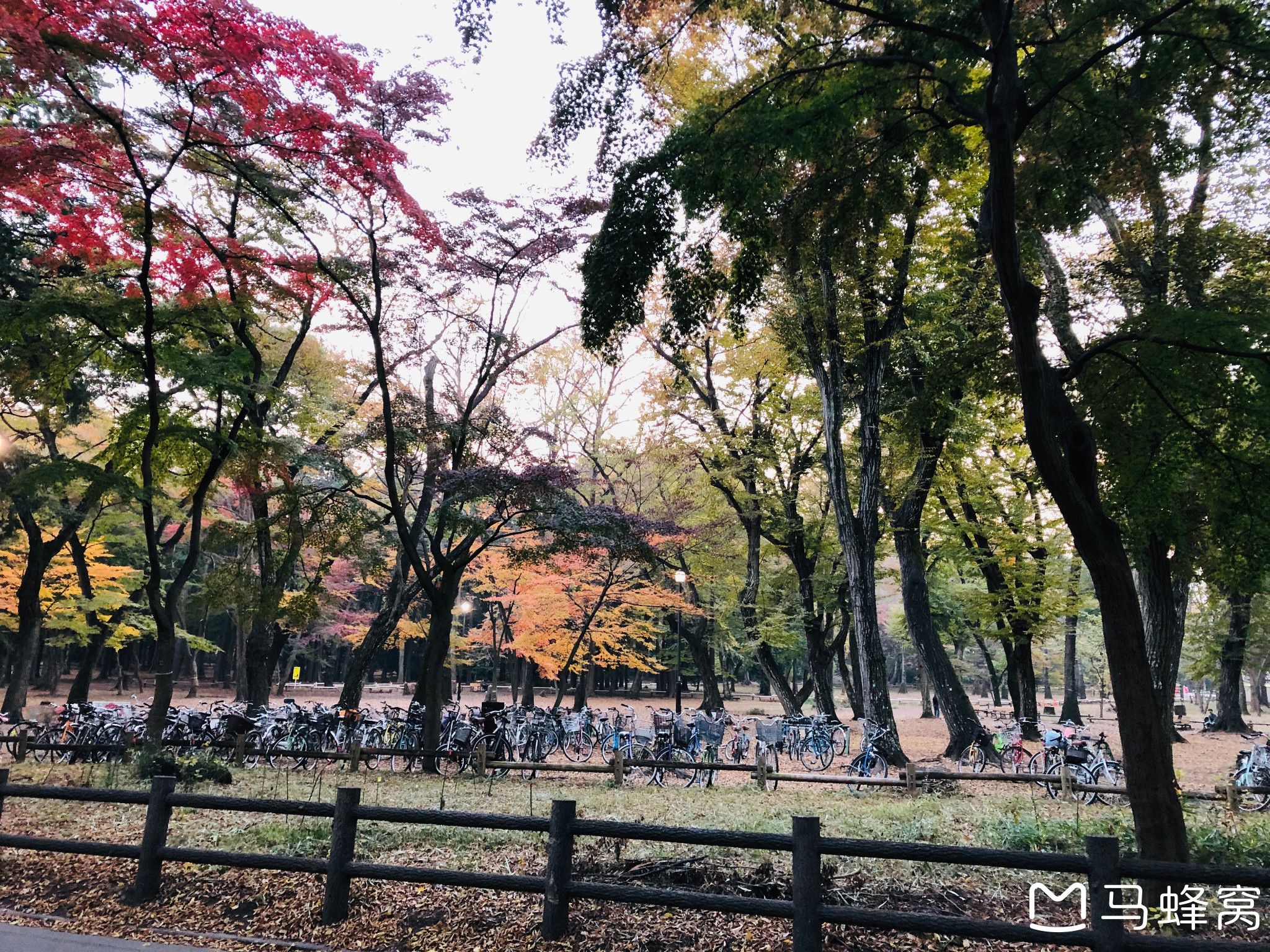 東京自助遊攻略