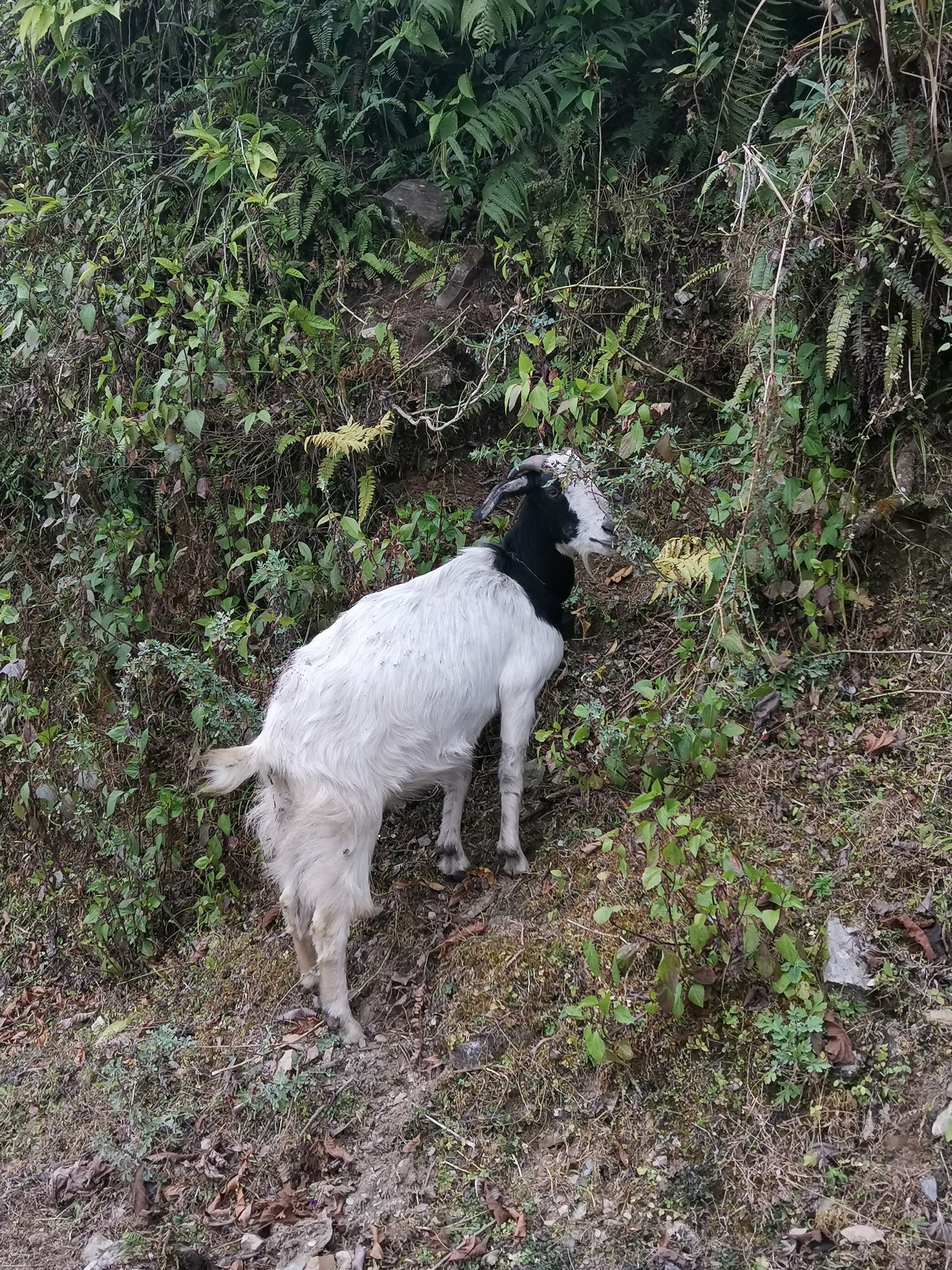 尼泊爾自助遊攻略