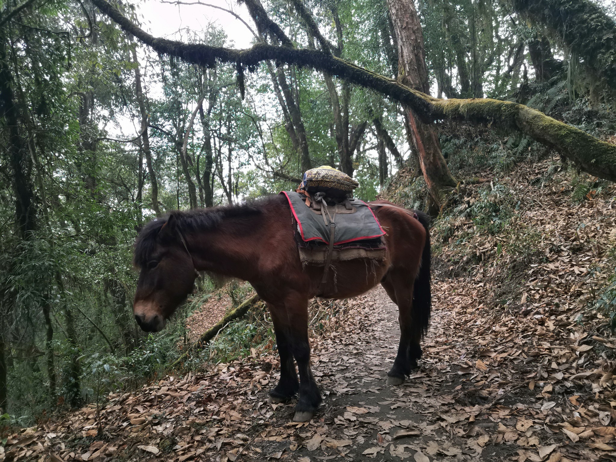 尼泊爾自助遊攻略