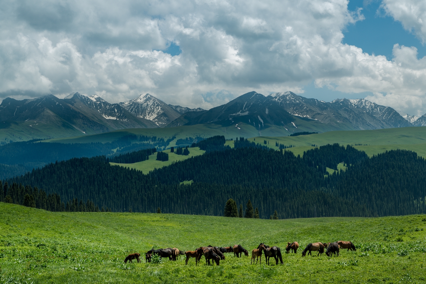 伊犁喀拉峻草原,原始的美,集雪山,草甸,河流,花海