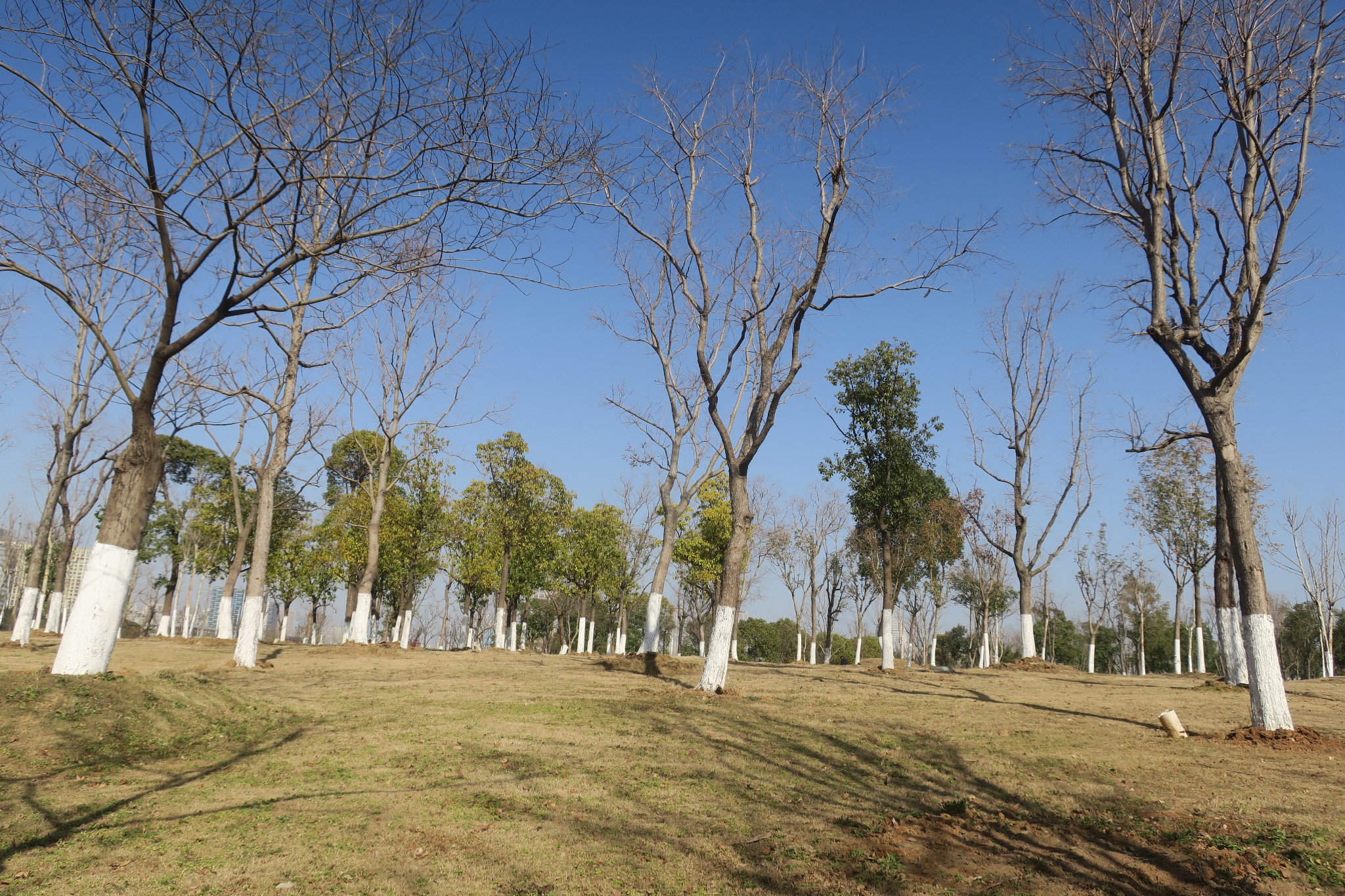 无阳光毋宁死武汉北太子湖公园