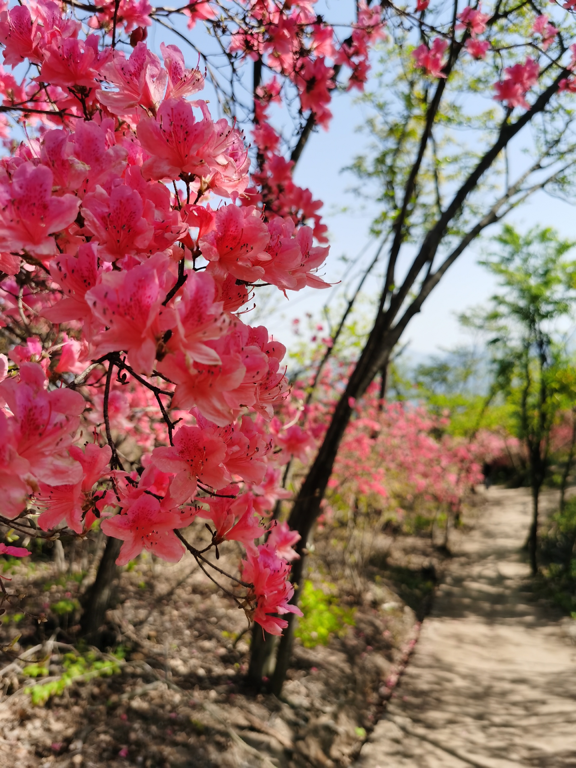 马鬃岭