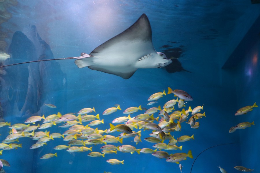 日本东京aquapark品川水族馆
