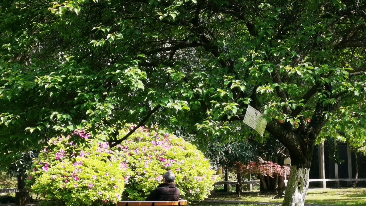 种草长沙拍黑天鹅的好地方～中南大学西苑花园