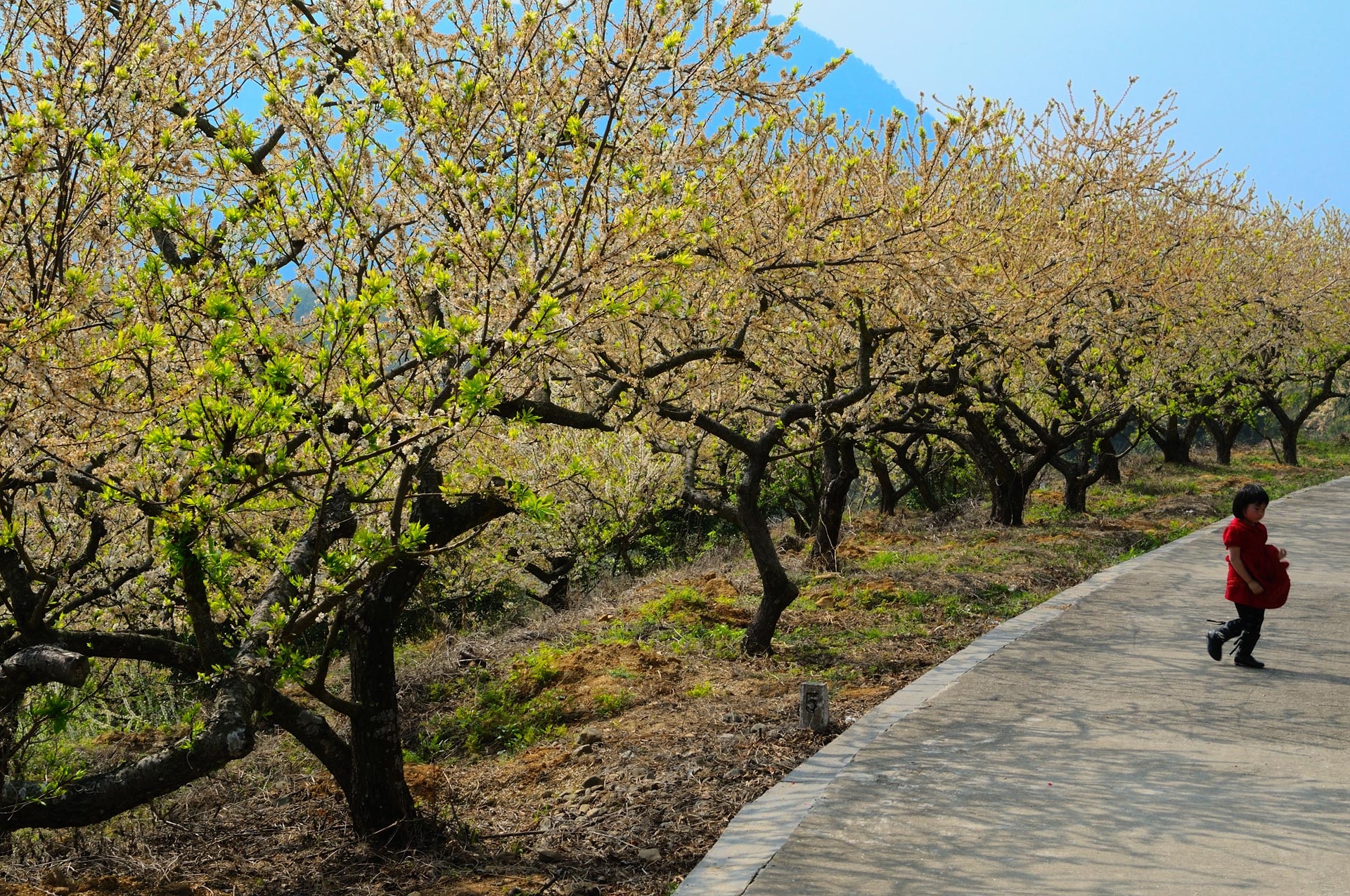惠州市惠东梁化梅园