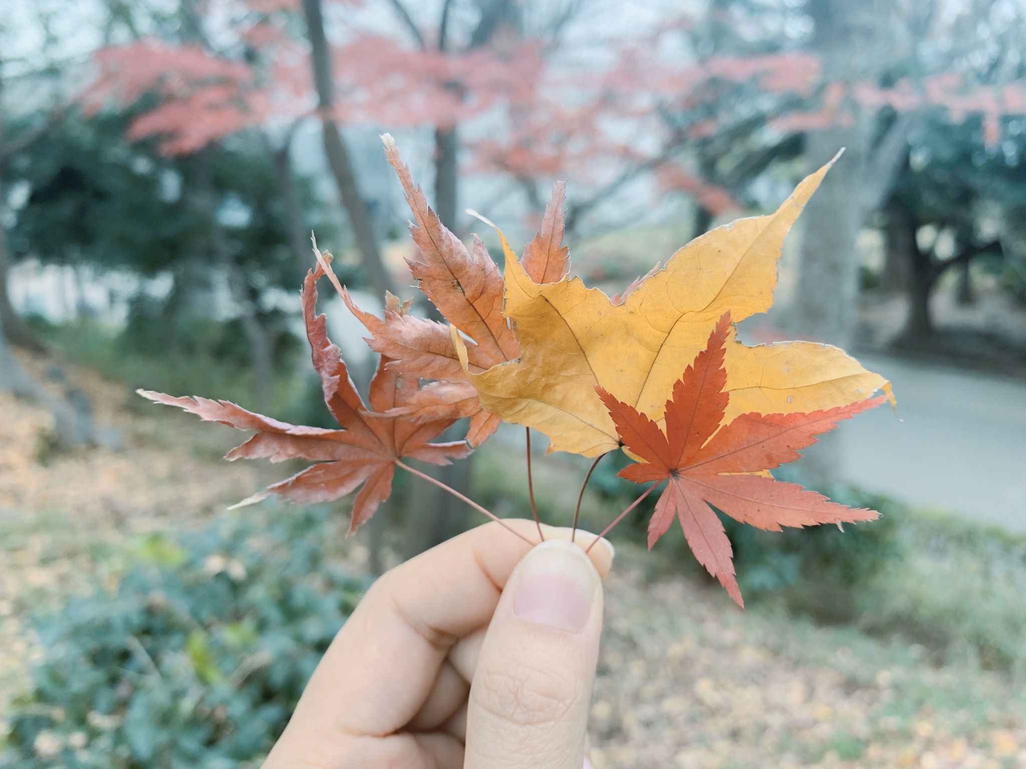 東京自助遊攻略