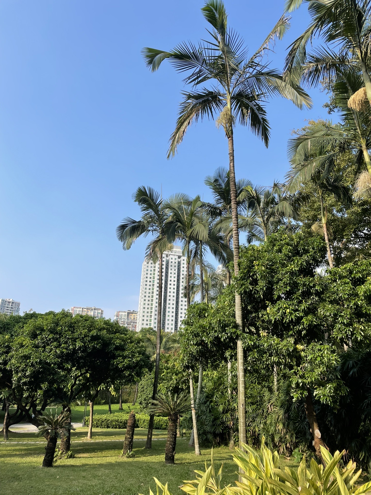 深圳荔香公园,深圳自助游攻略 - 马蜂窝