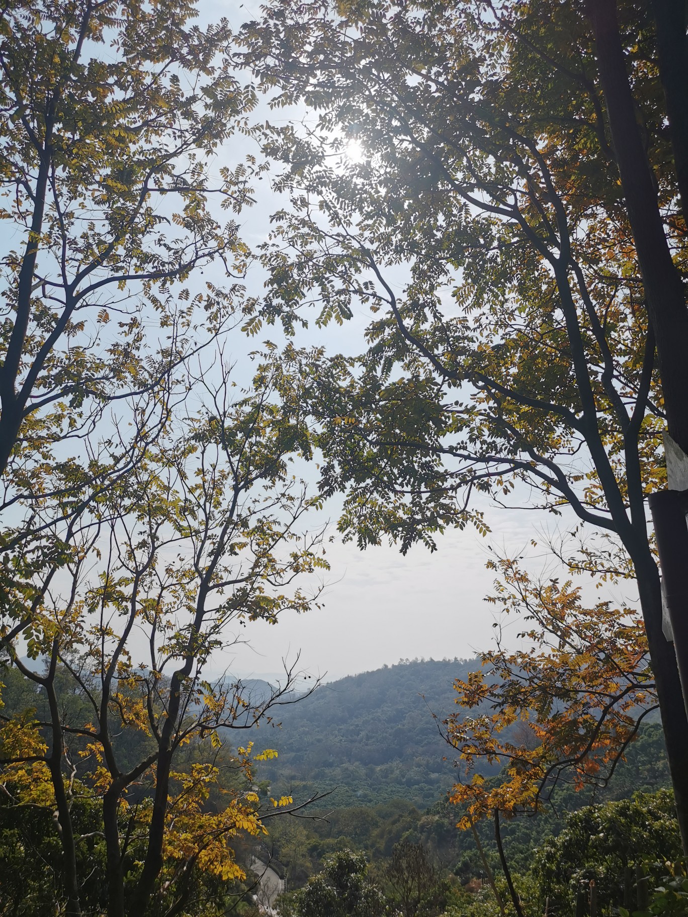 東莞清溪鎮森林公園紫煙閣(清溪鎮最高峰),東莞自助遊攻略 - 馬蜂窩