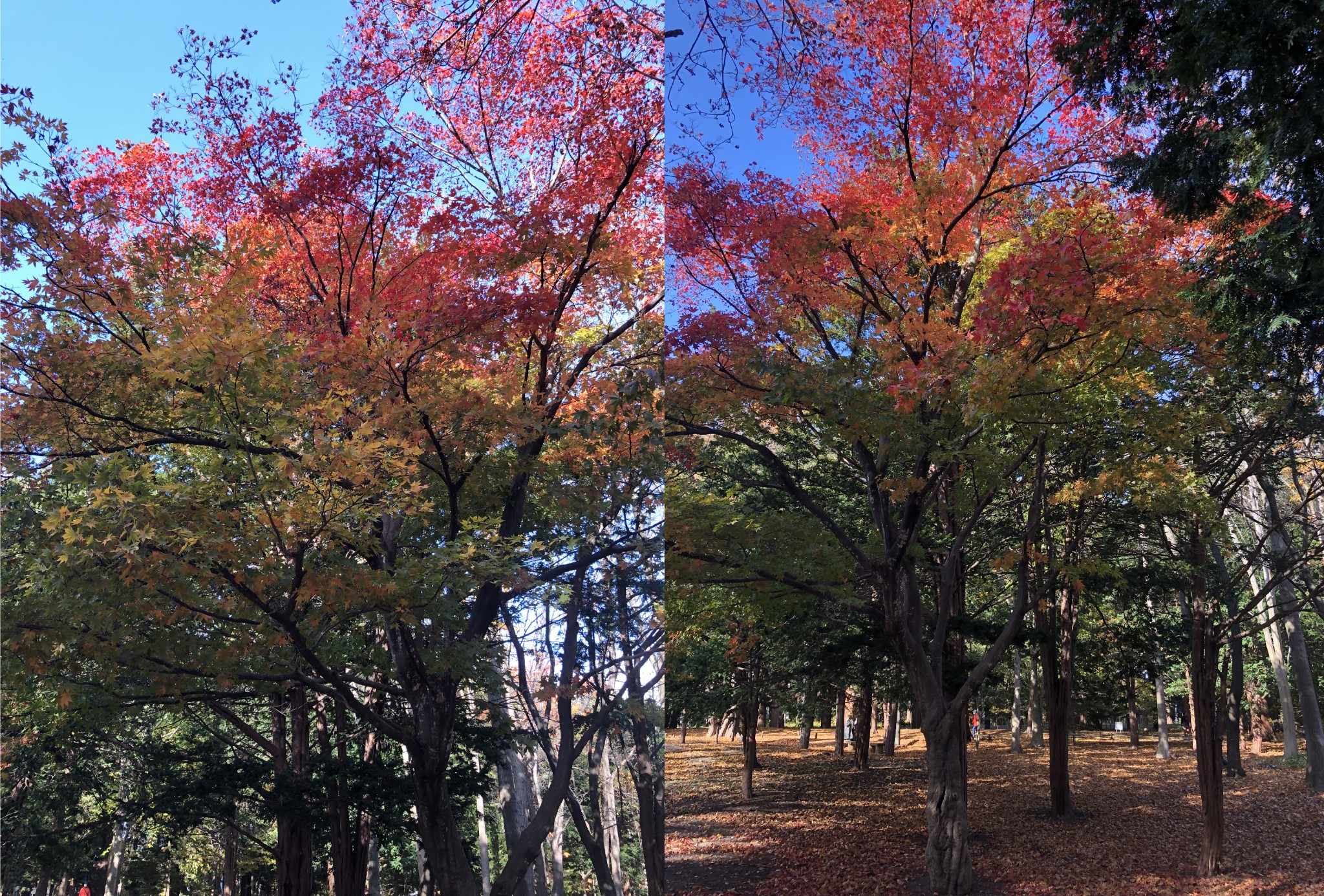 北海道自助遊攻略