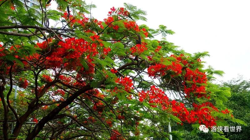 福田区的香蜜公园靠近北侧体育中心,也有很多凤凰花,不过没有特别合适