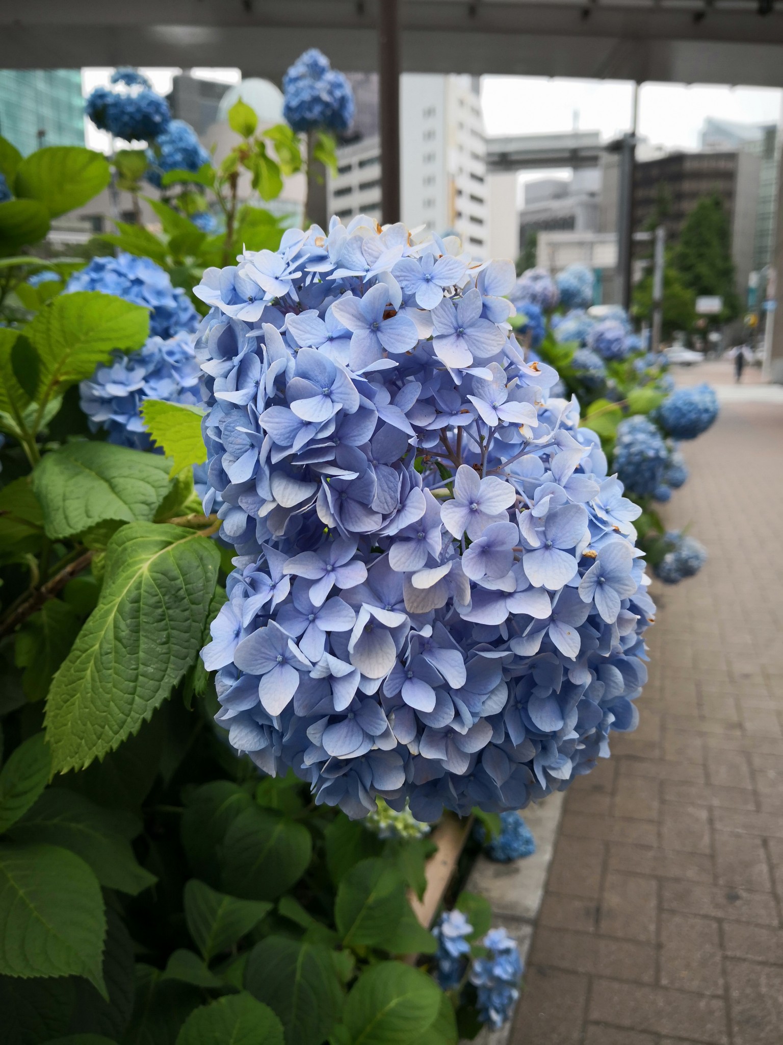 東京自助遊攻略