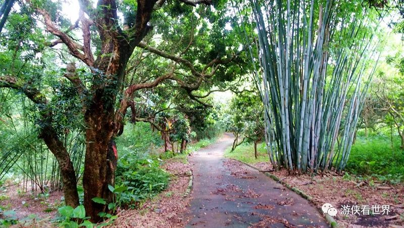 广州增江画廊25公里徒步实用攻略