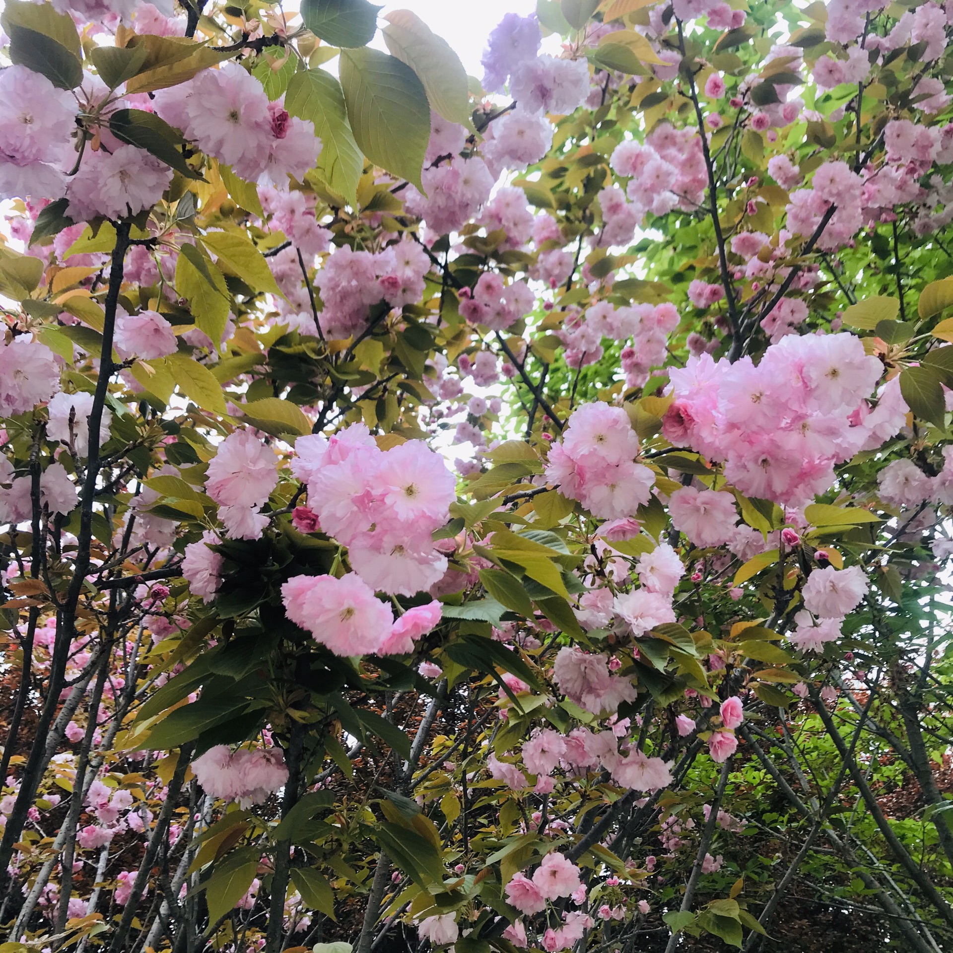 驸马沟生态公园