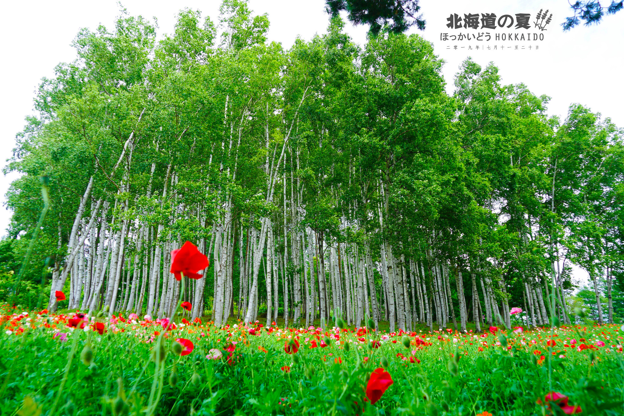 北海道自助遊攻略