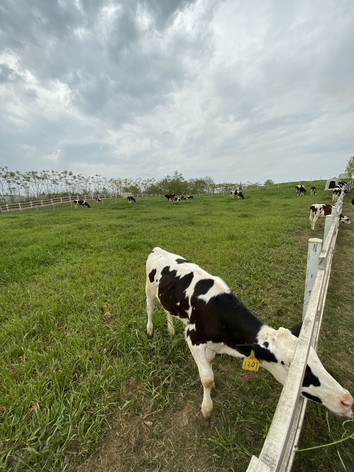 成都 德阳原野牧场