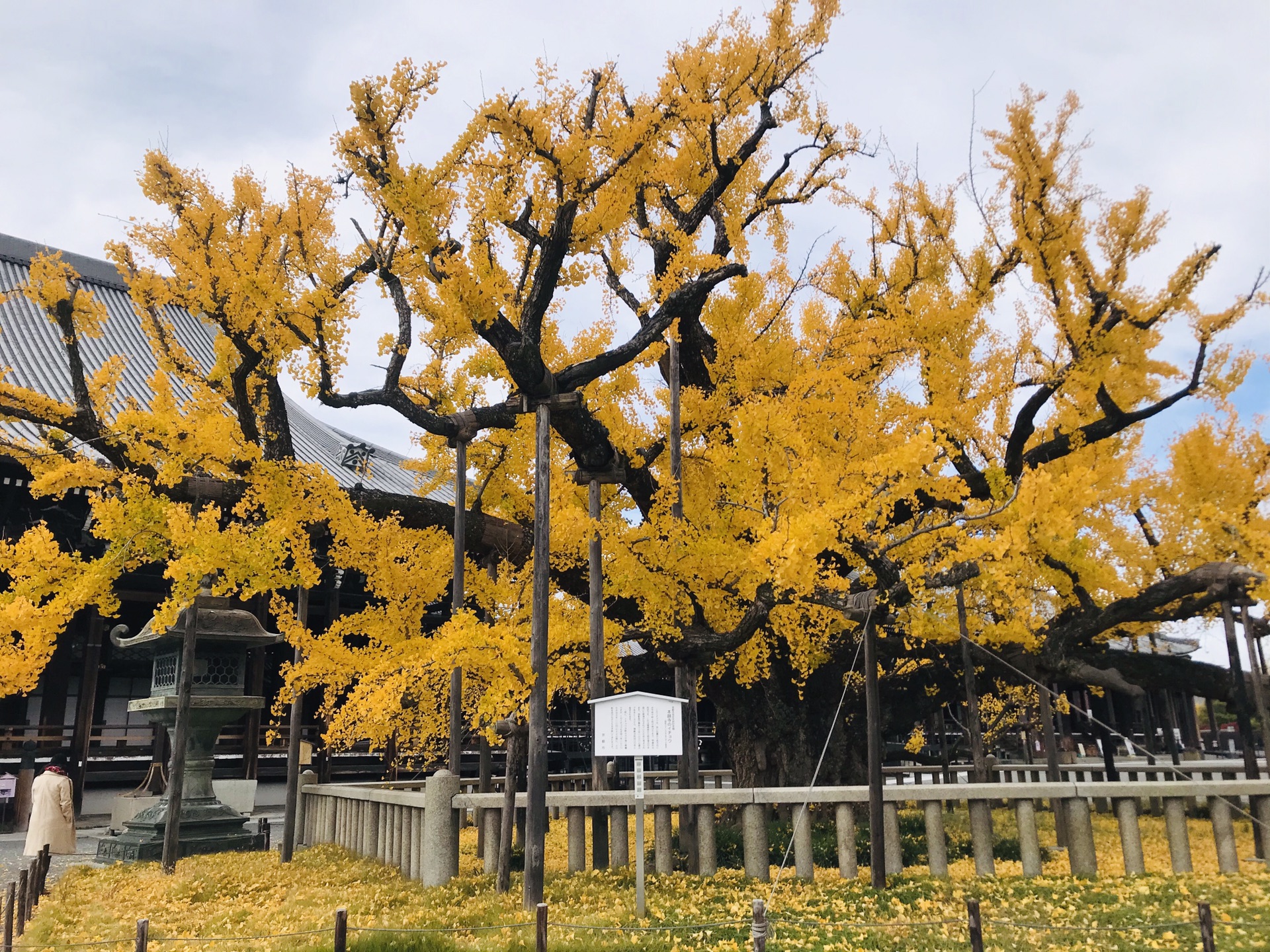 京都自助遊攻略