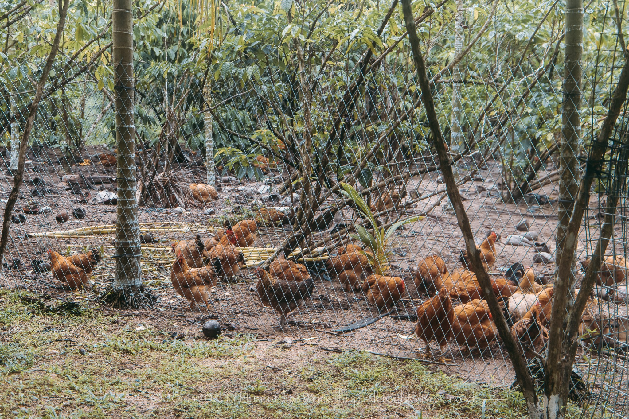 興隆隆苑咖啡莊園