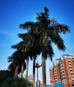 碧湖森林公园-凤岗人民公园旅游图片,碧湖森林公园-凤岗人民公园自助