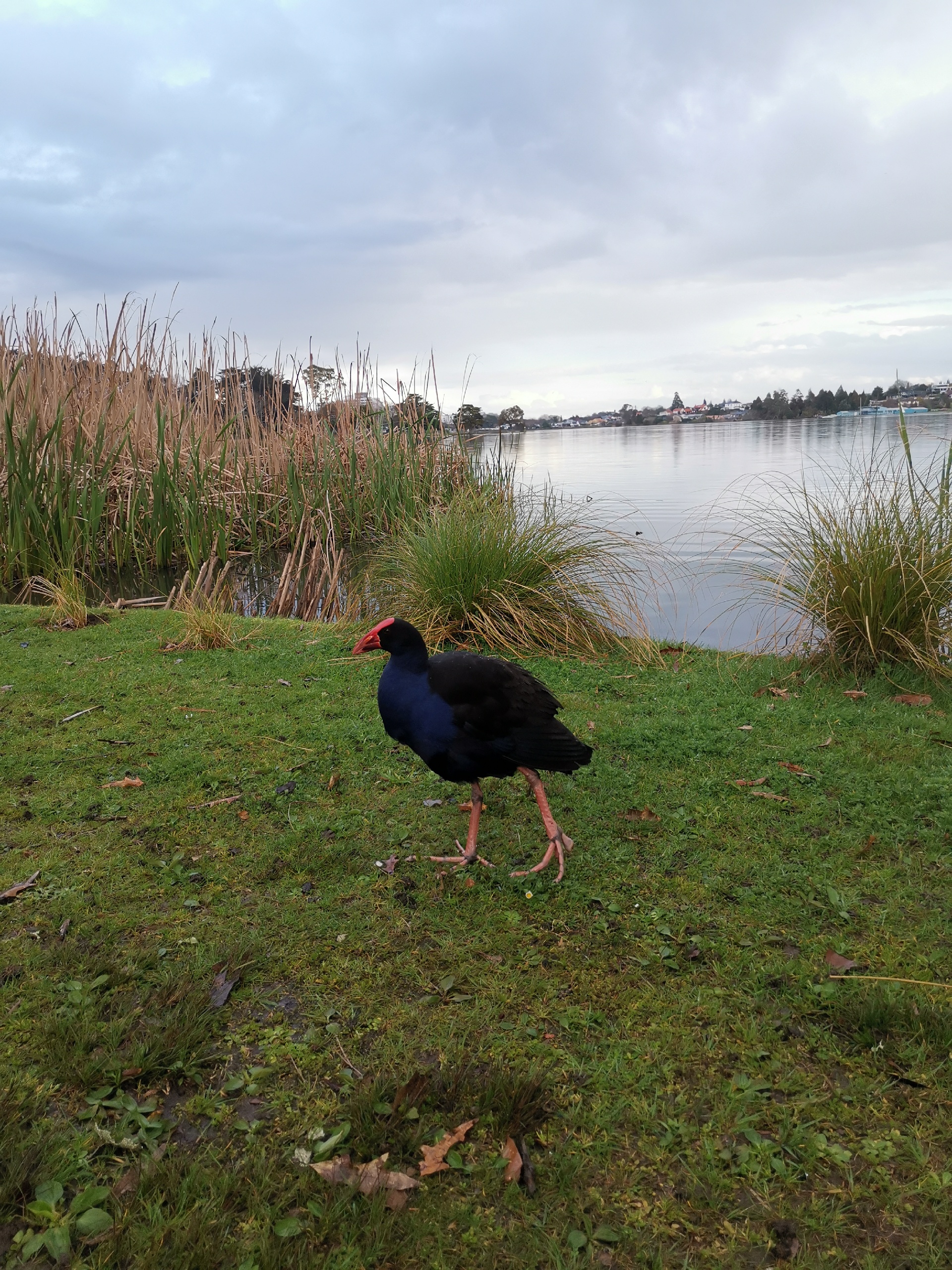 Hamilton Lake Domain