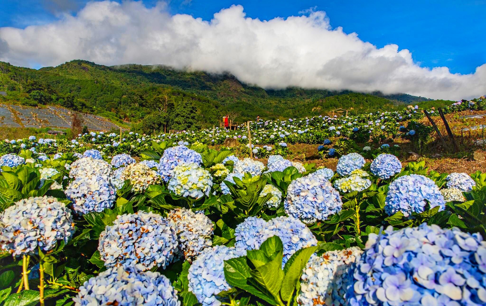 泰国清迈绣球花海