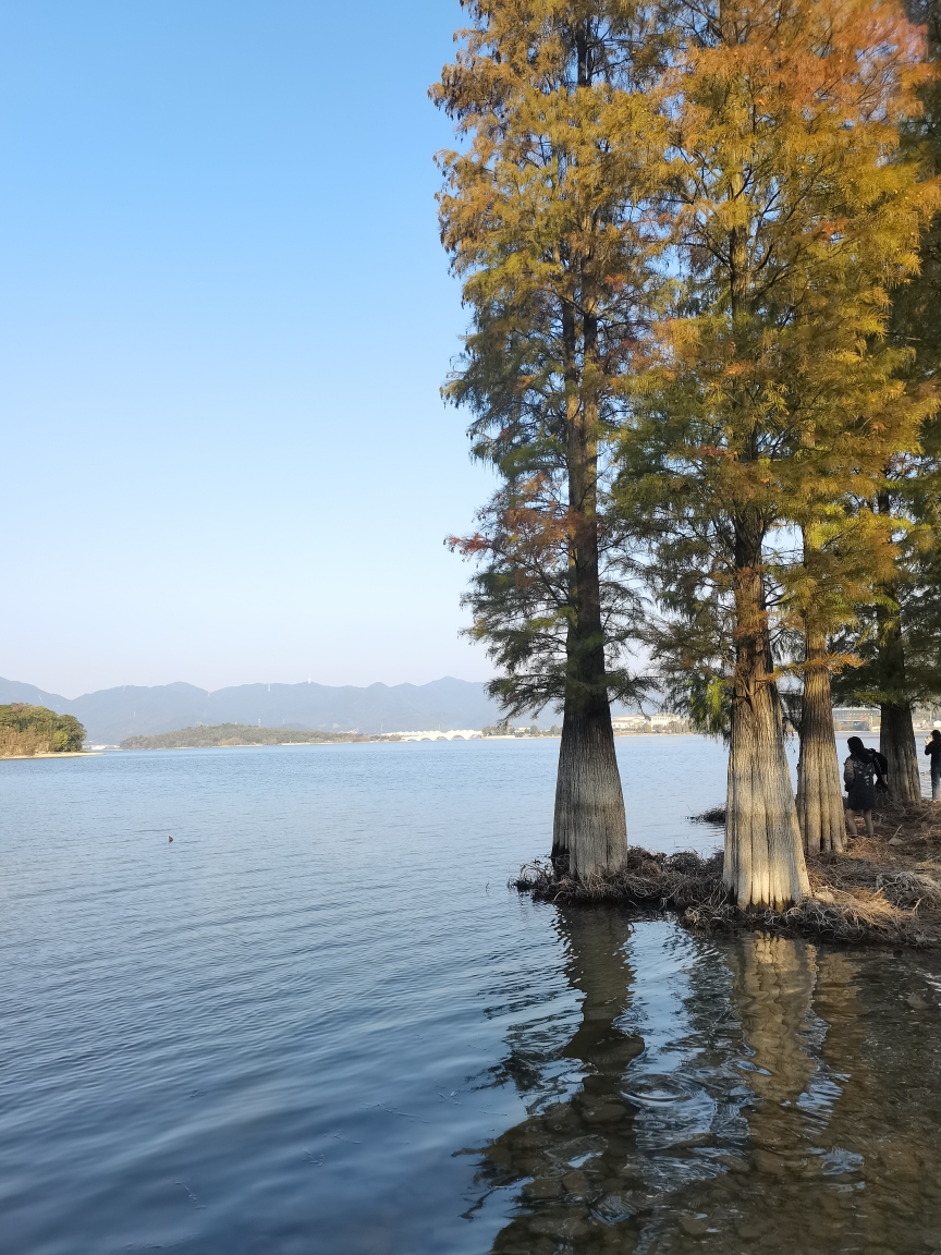 醉美村鎮自駕遊053-餘姚市梁弄鎮曉山村(四明湖紅杉林)