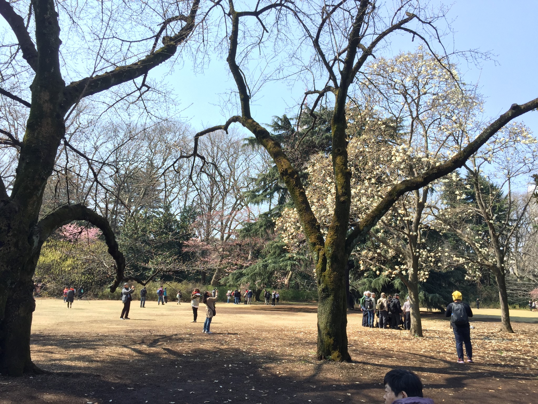 東京自助遊攻略