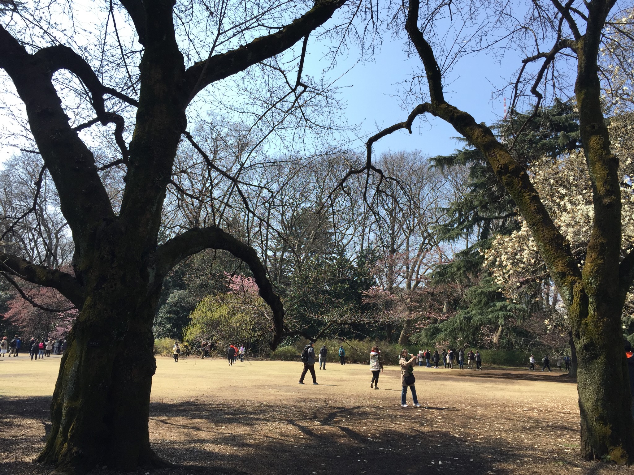 東京自助遊攻略