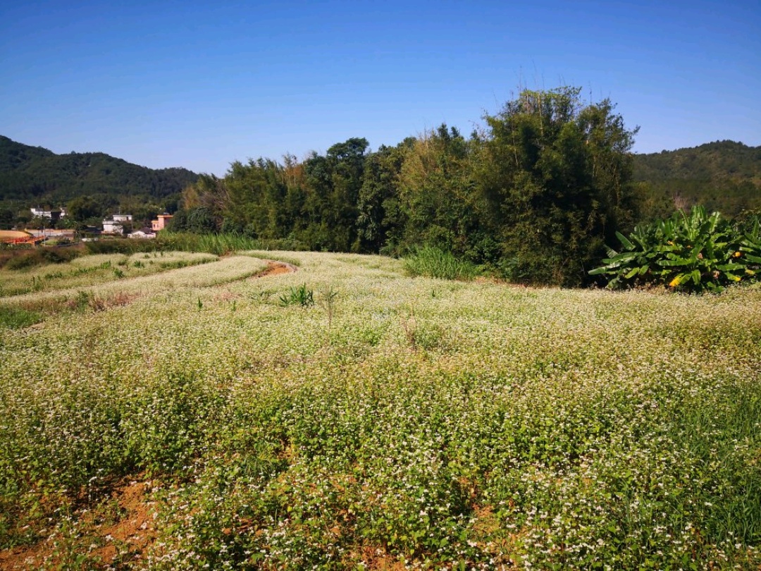 龙田村