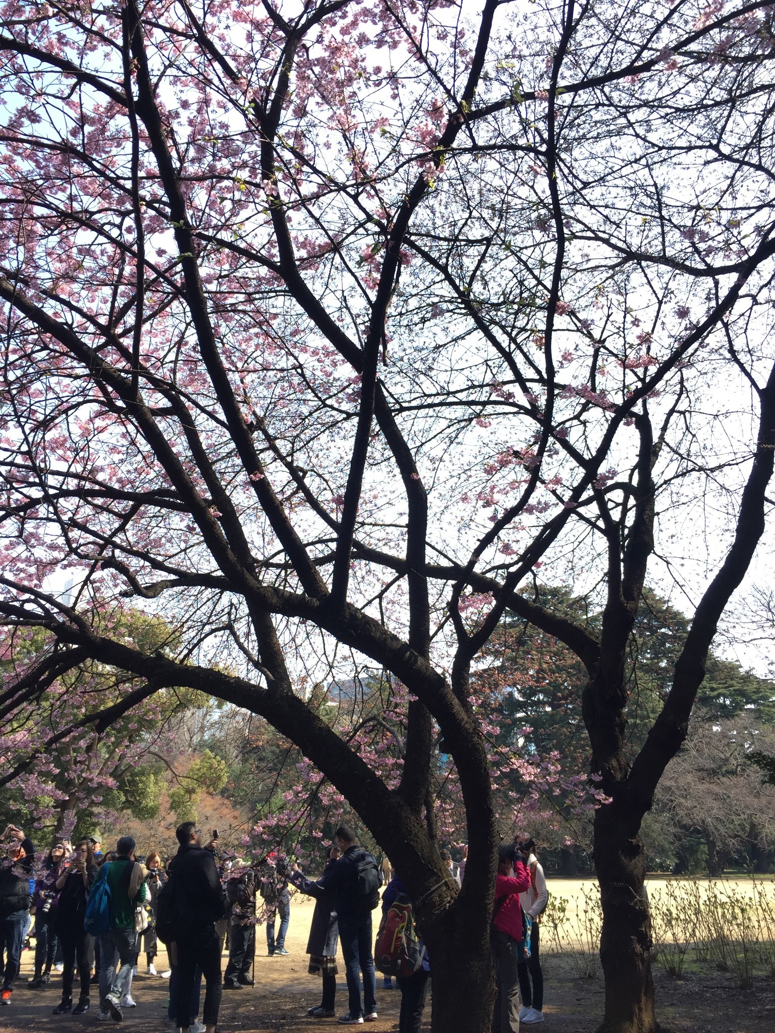 東京自助遊攻略