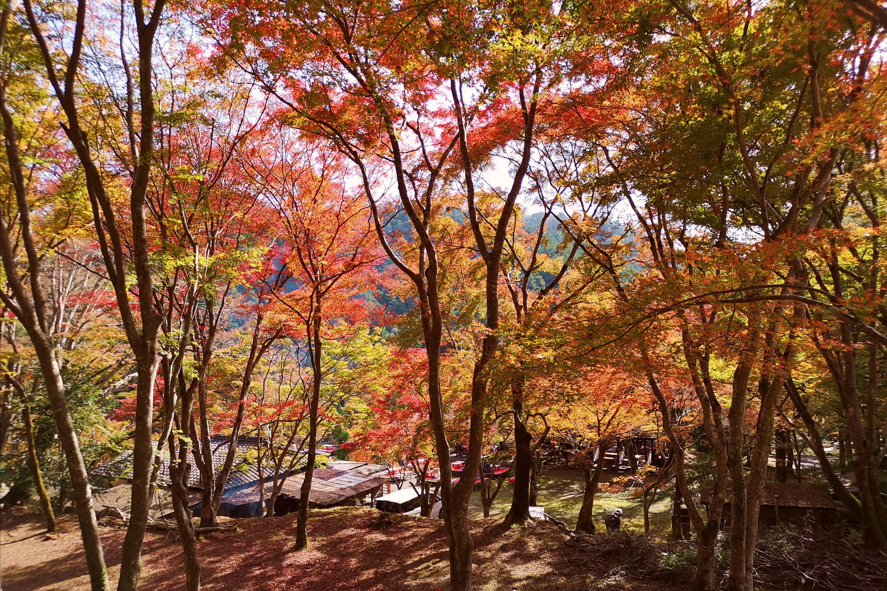 京都自助遊攻略