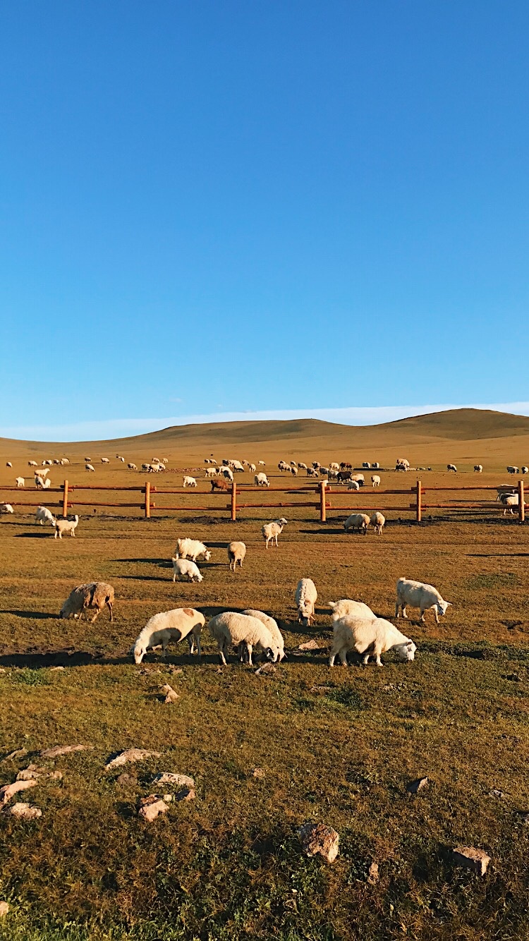 远山如梦,夕阳如金,在内蒙古的呼伦贝尔大草原上撒野狂欢!