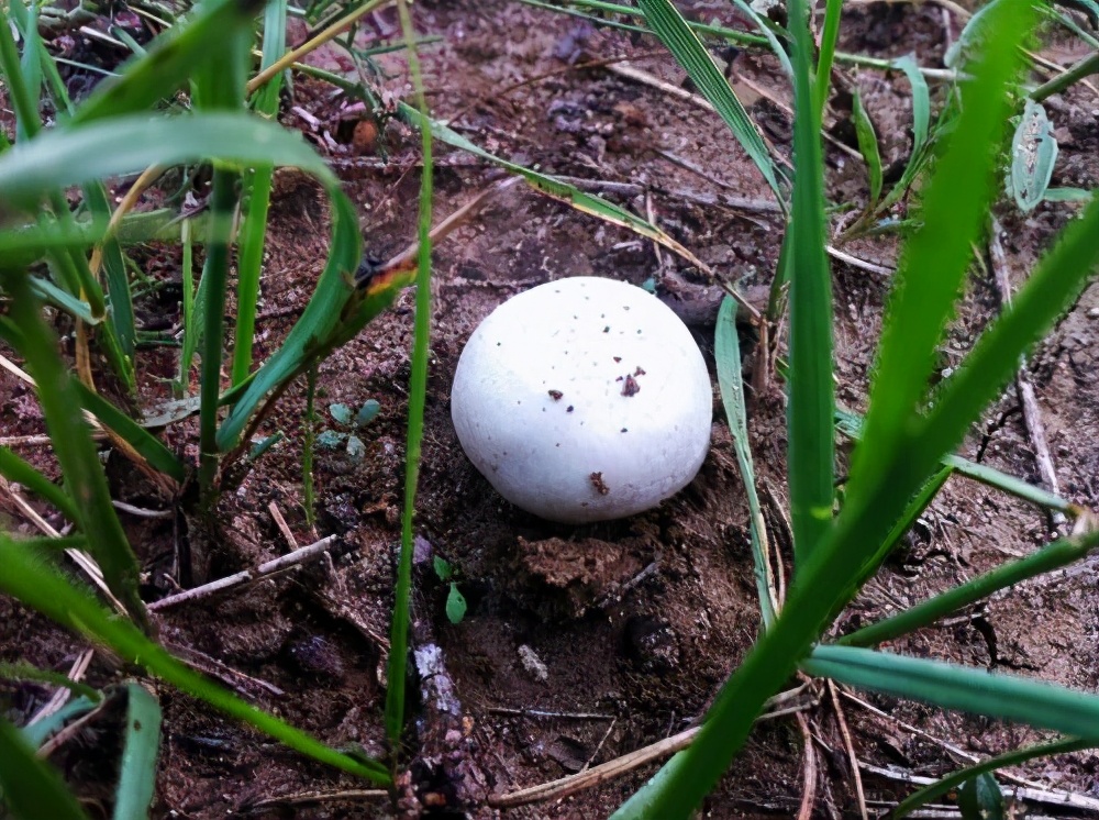 其实口蘑的主要产地并不在张家口,而是在内蒙古草原上,历史上张家口茶