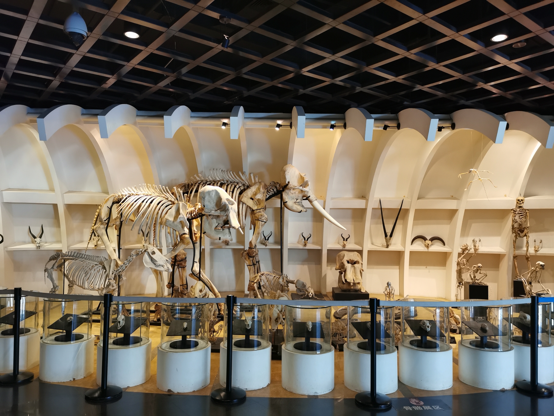 昆明动物博物馆