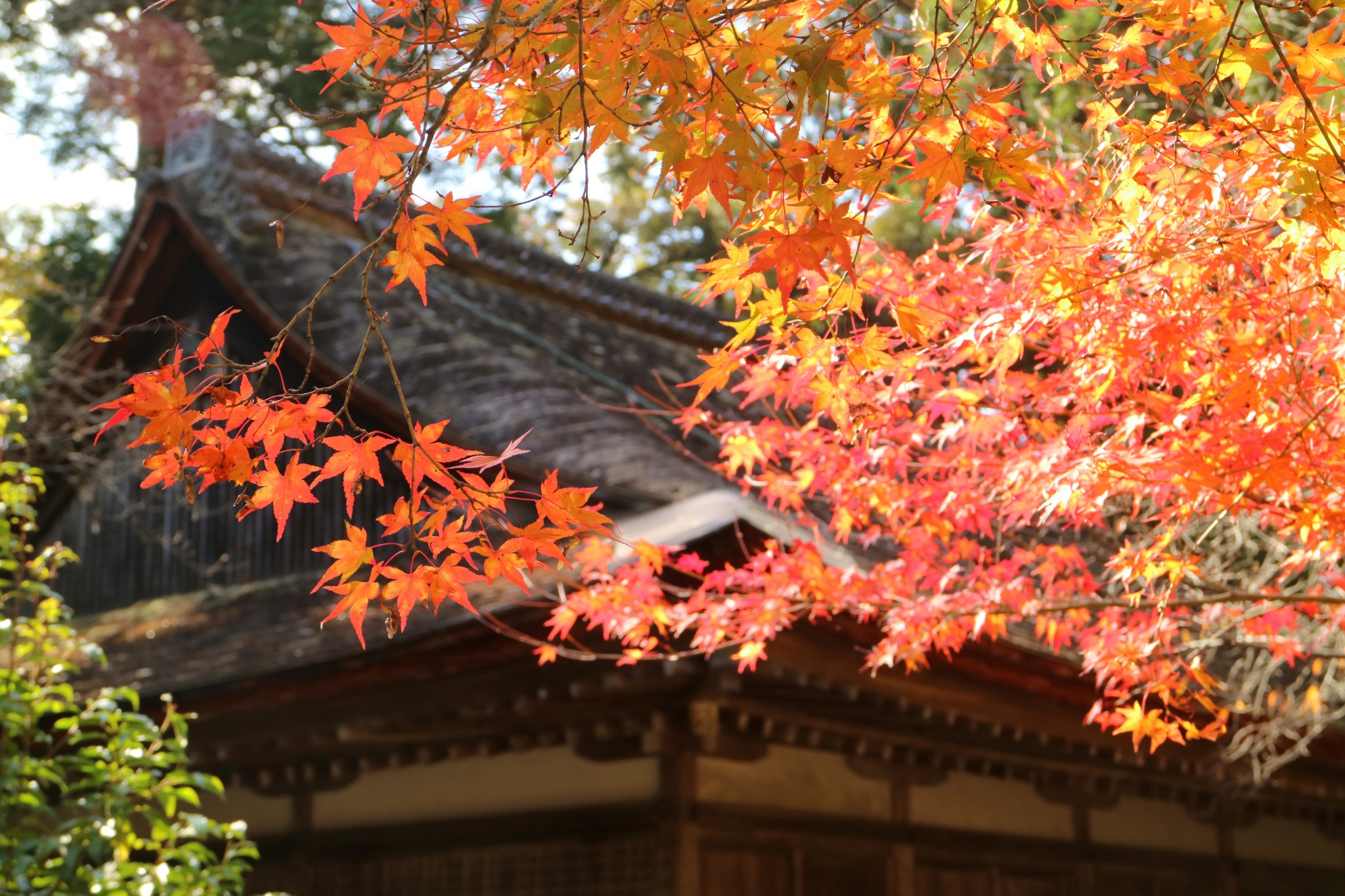 京都自助遊攻略