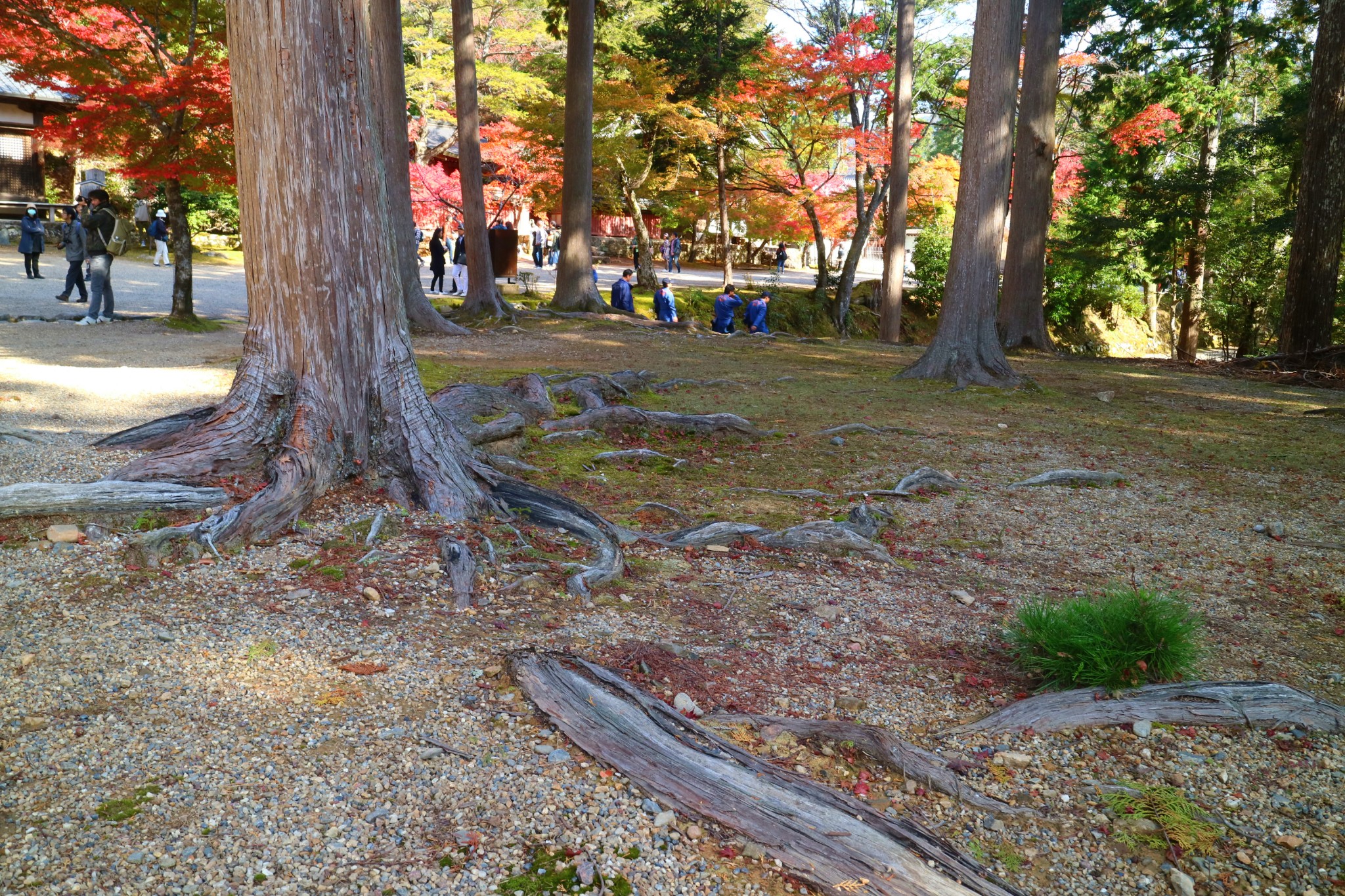 京都自助遊攻略