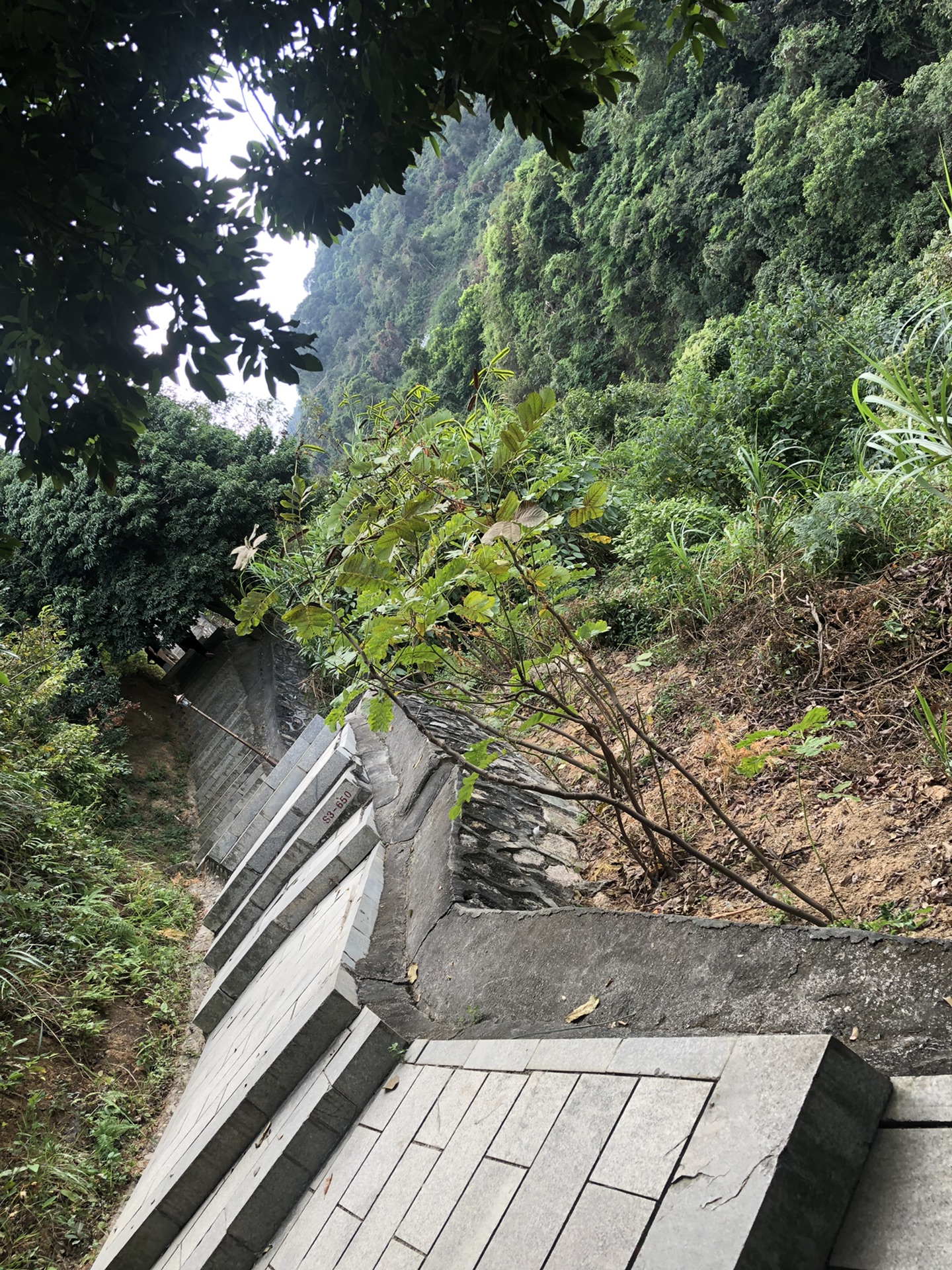 迎著陽光,徒步穿越深圳羊台山森林公園.