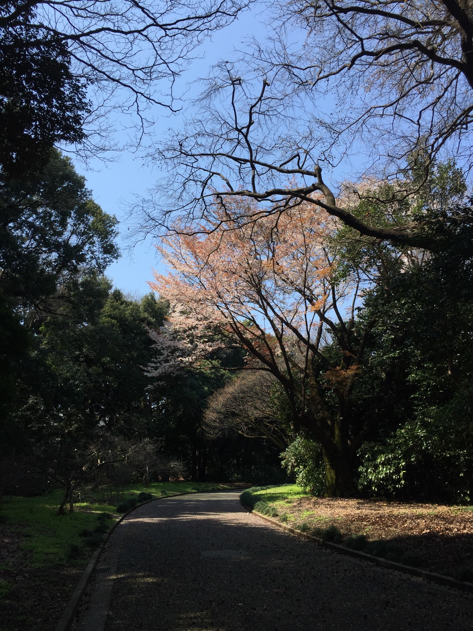 東京自助遊攻略