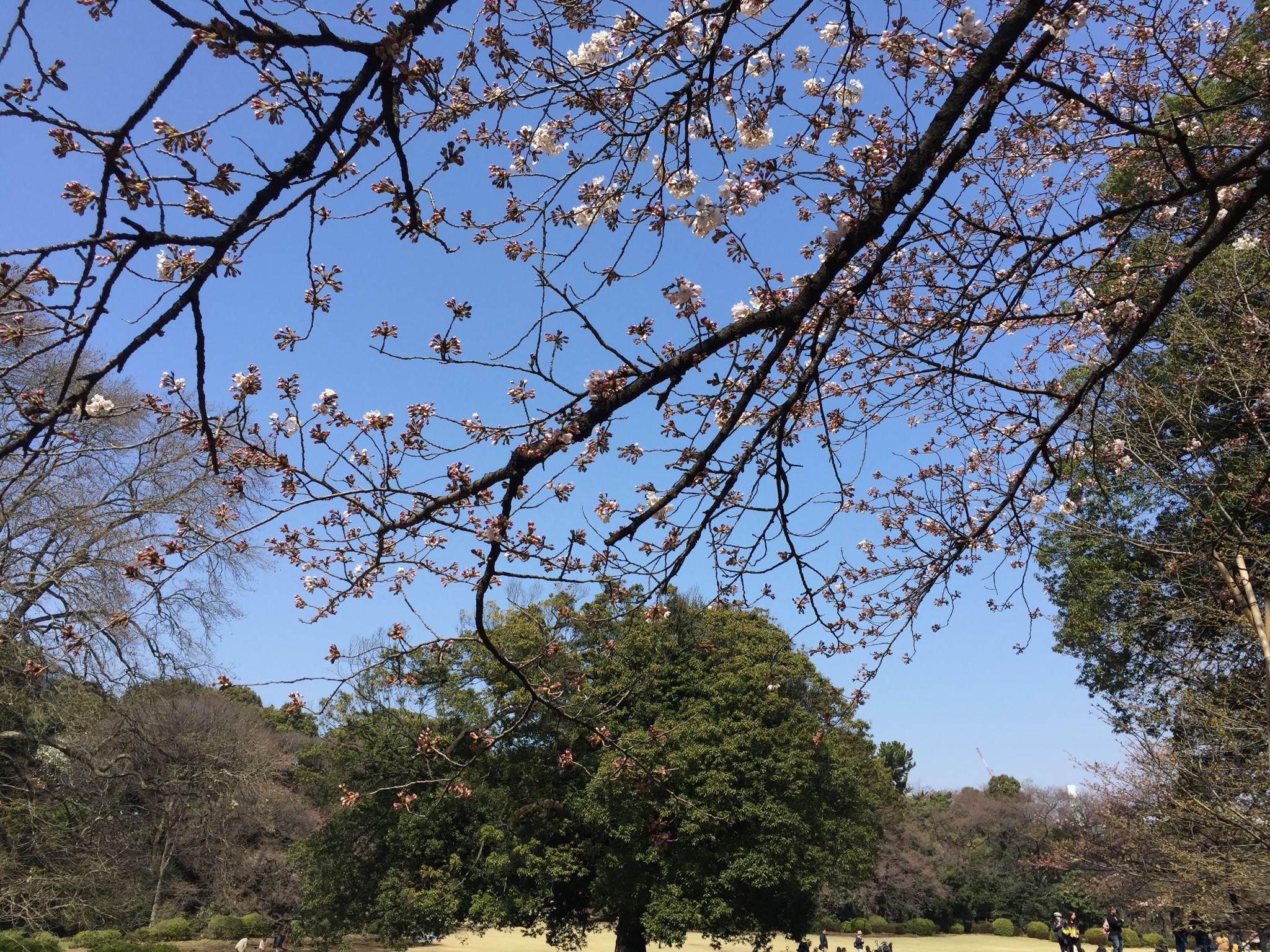 東京自助遊攻略