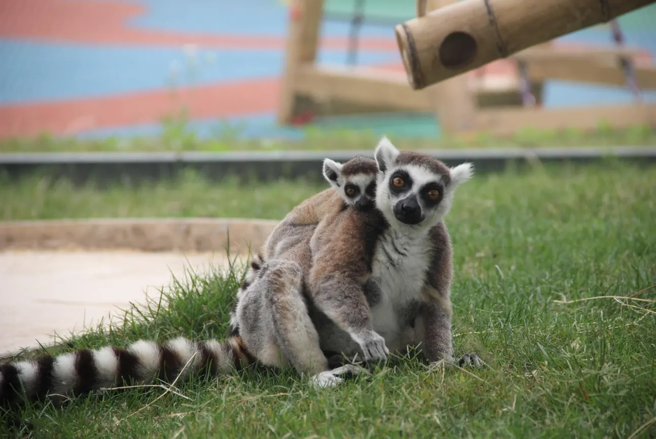 园内将展出300余种,近20000头(只) 野生动物 4.