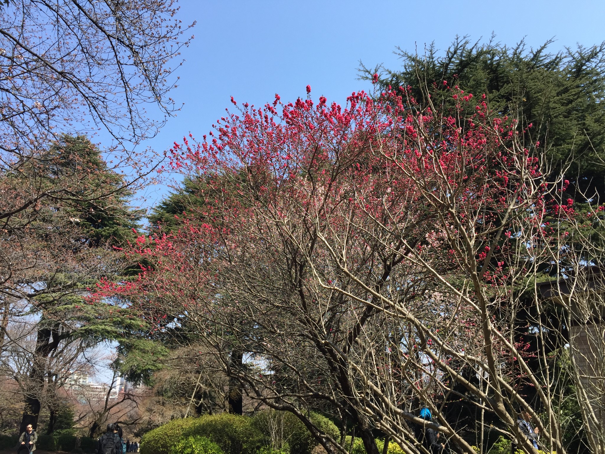 東京自助遊攻略