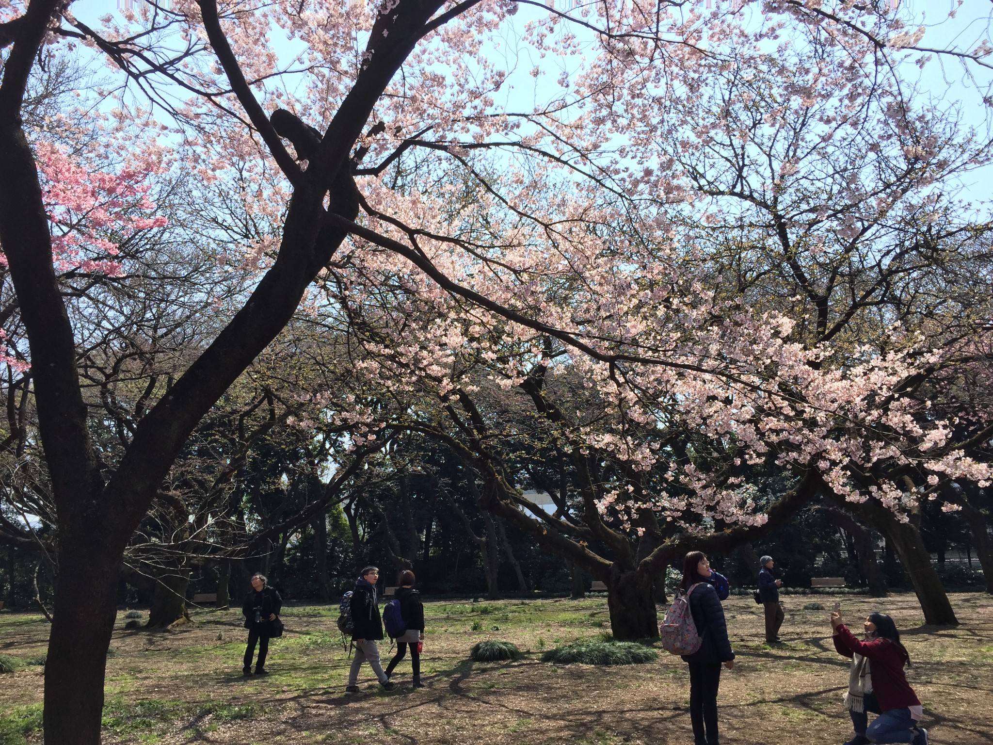 東京自助遊攻略