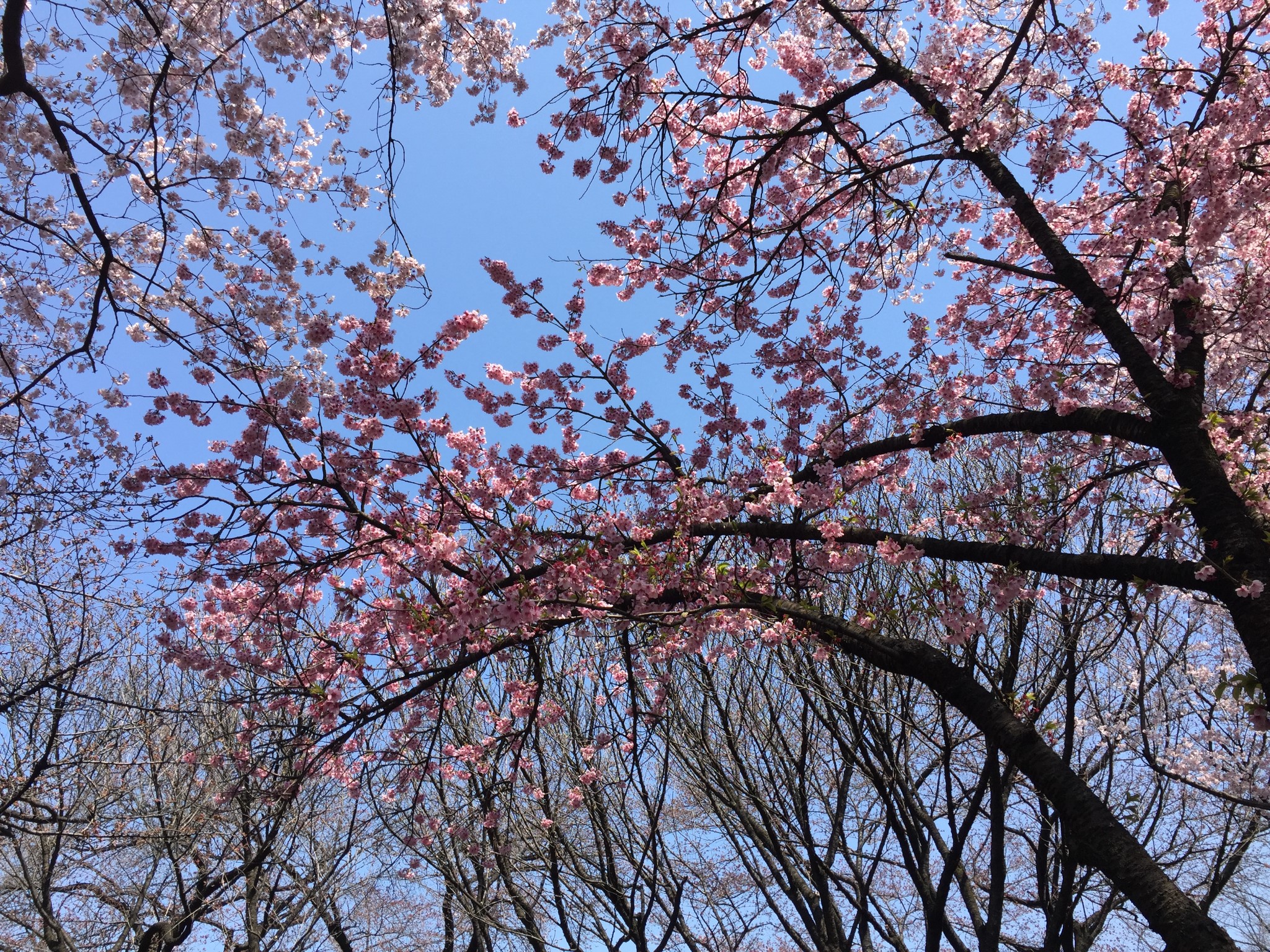 東京自助遊攻略