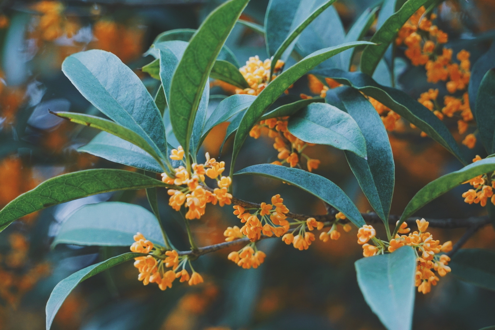 杭州植物园虎跑公园花港观鱼公园杨公堤杭州花圃灵隐寺中国茶叶博物馆