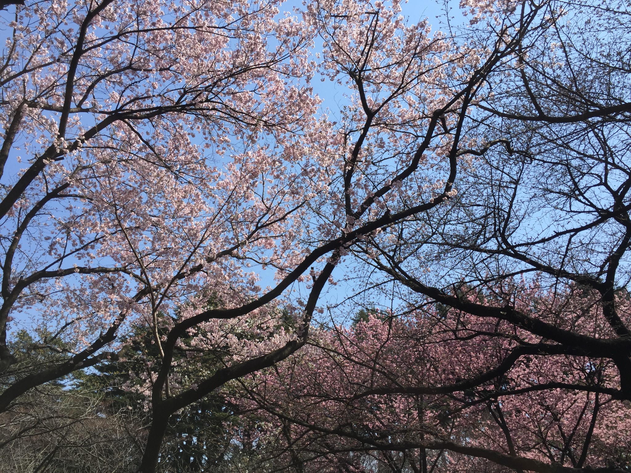 東京自助遊攻略