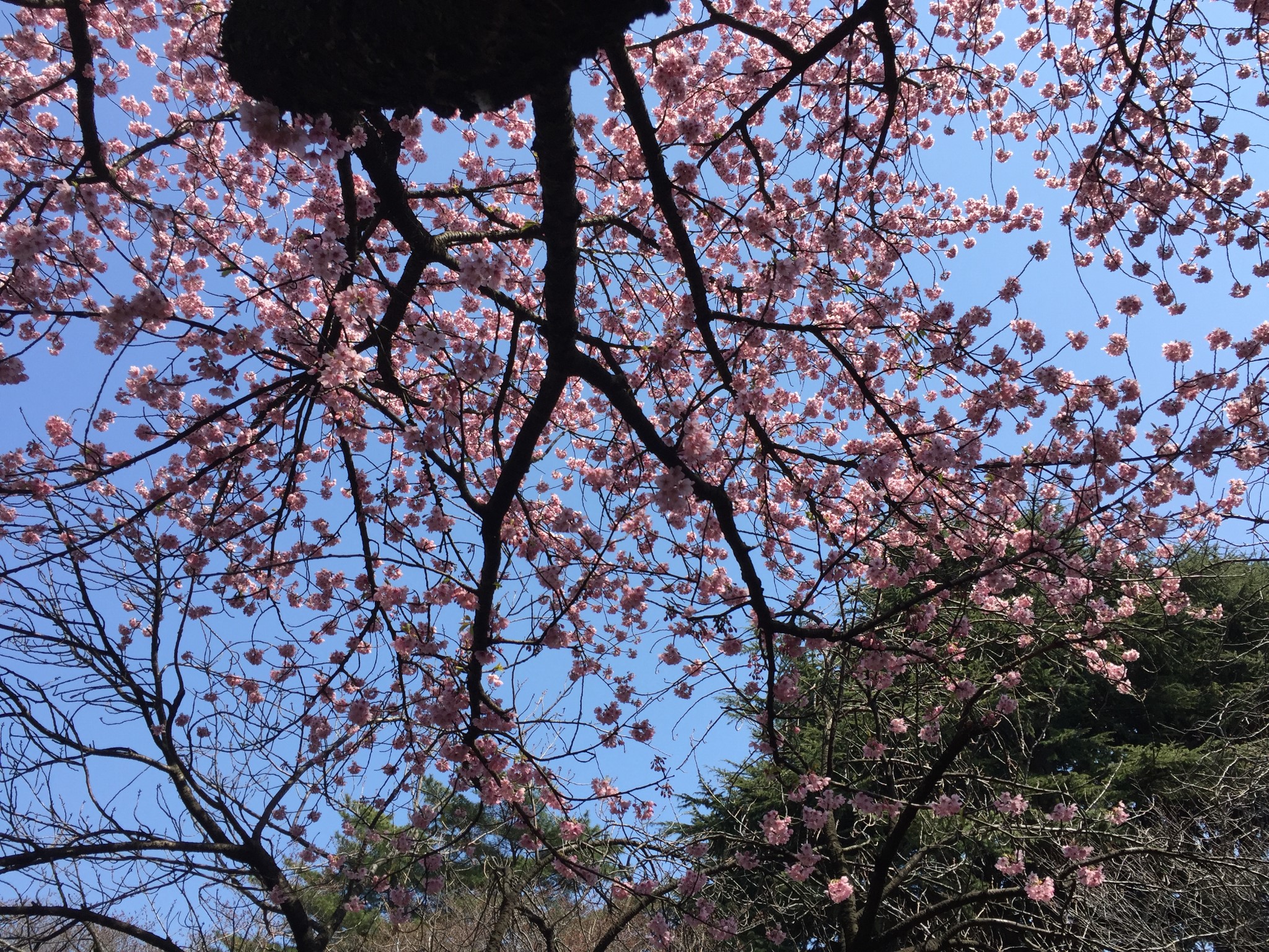 東京自助遊攻略