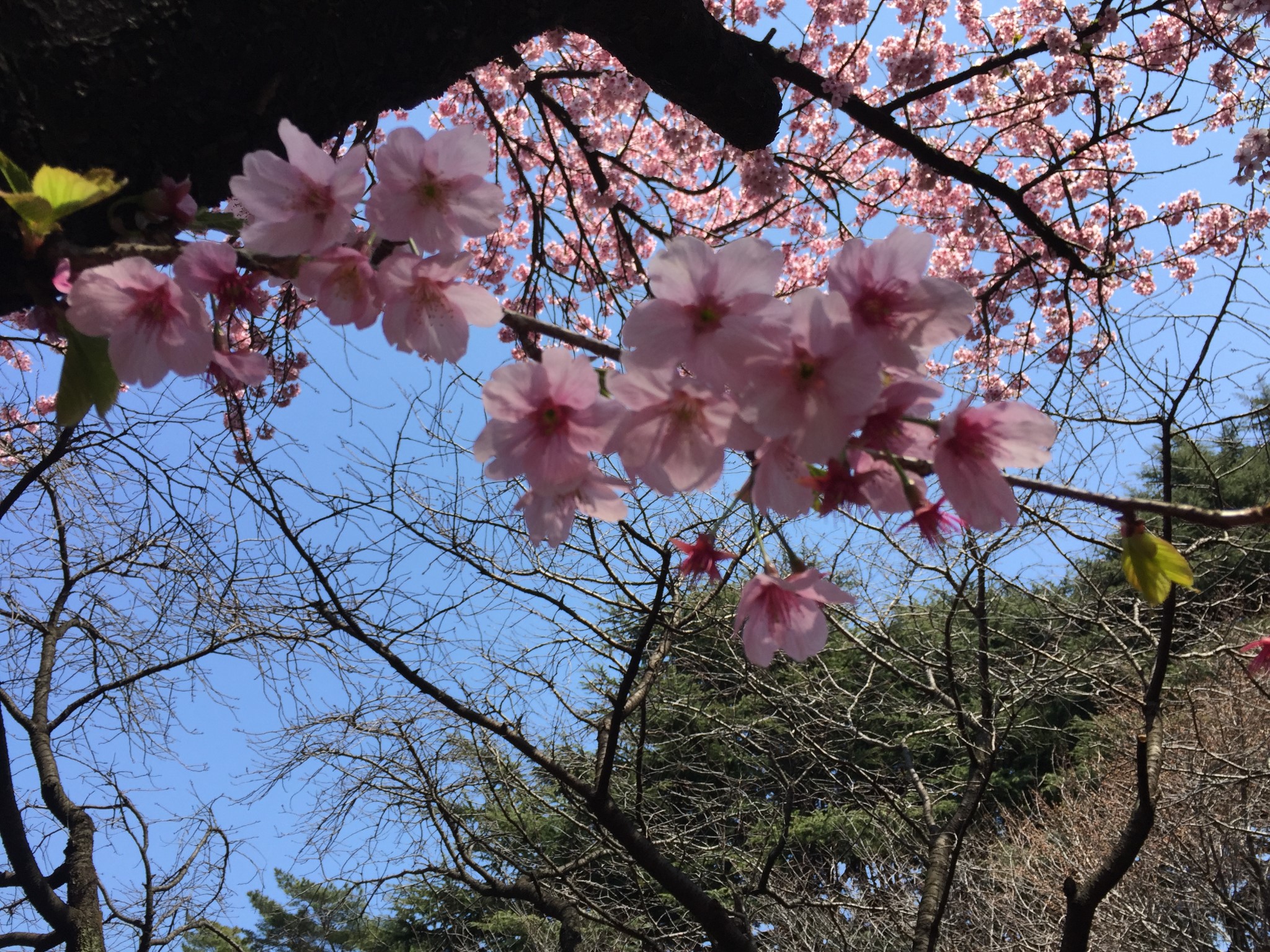 東京自助遊攻略